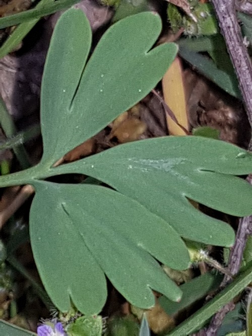 Annexe 20200329_162243.jpg