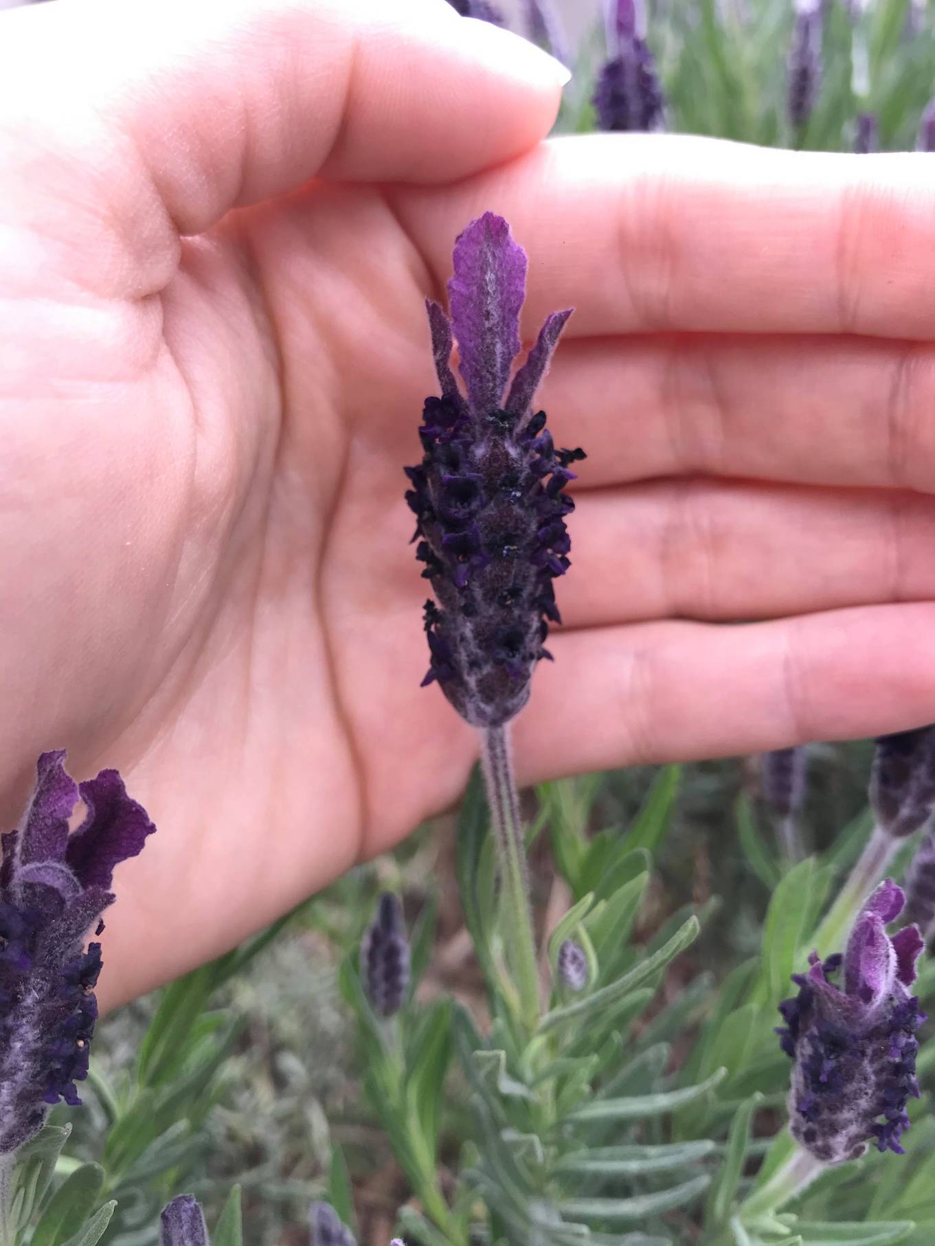 Annexe 91103740_853173585094688_593933259084136448_n.jpg