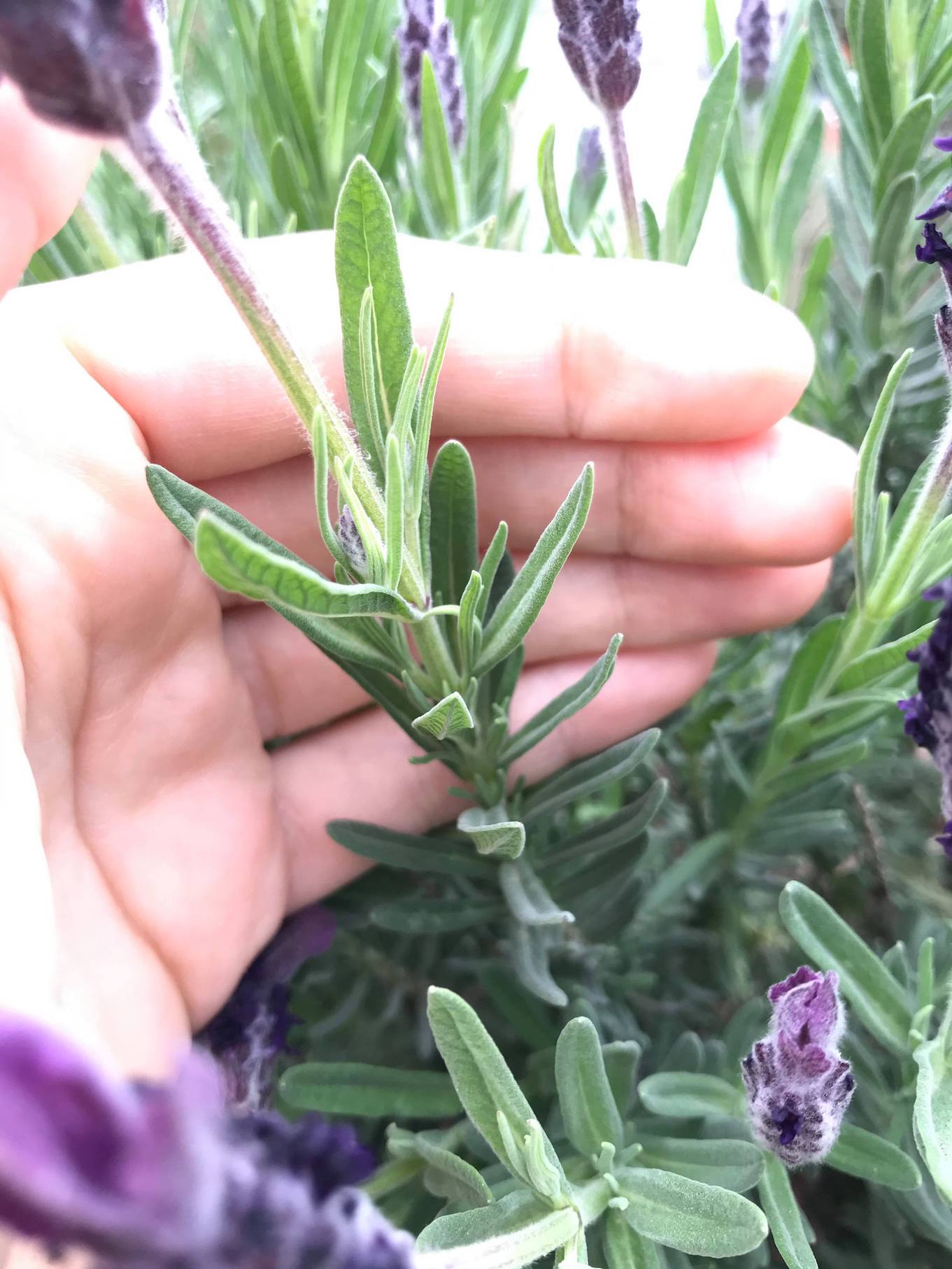 Annexe 91248316_209777990247536_5596318180252319744_n.jpg