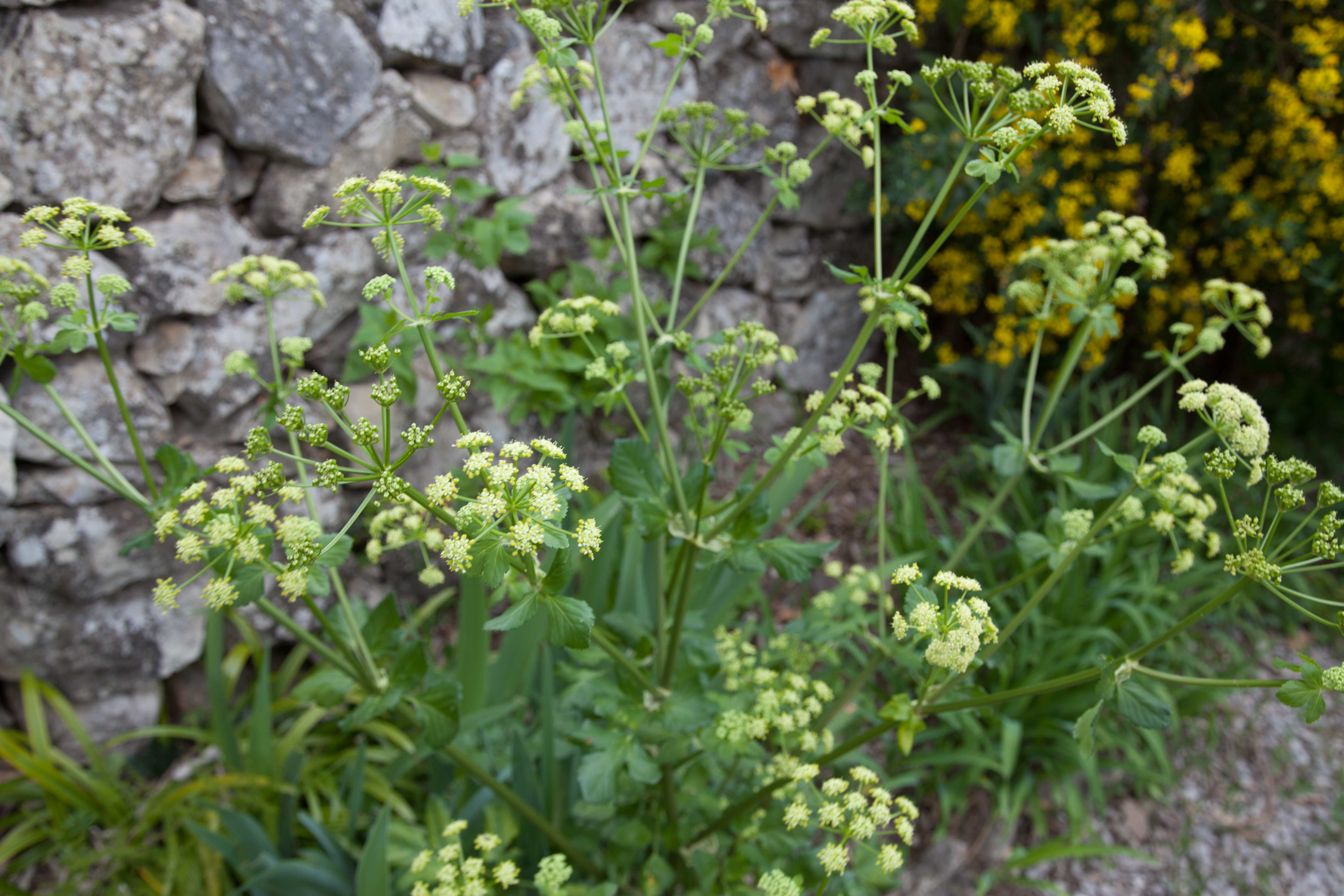 Annexe maceron_IMG_3694.jpg