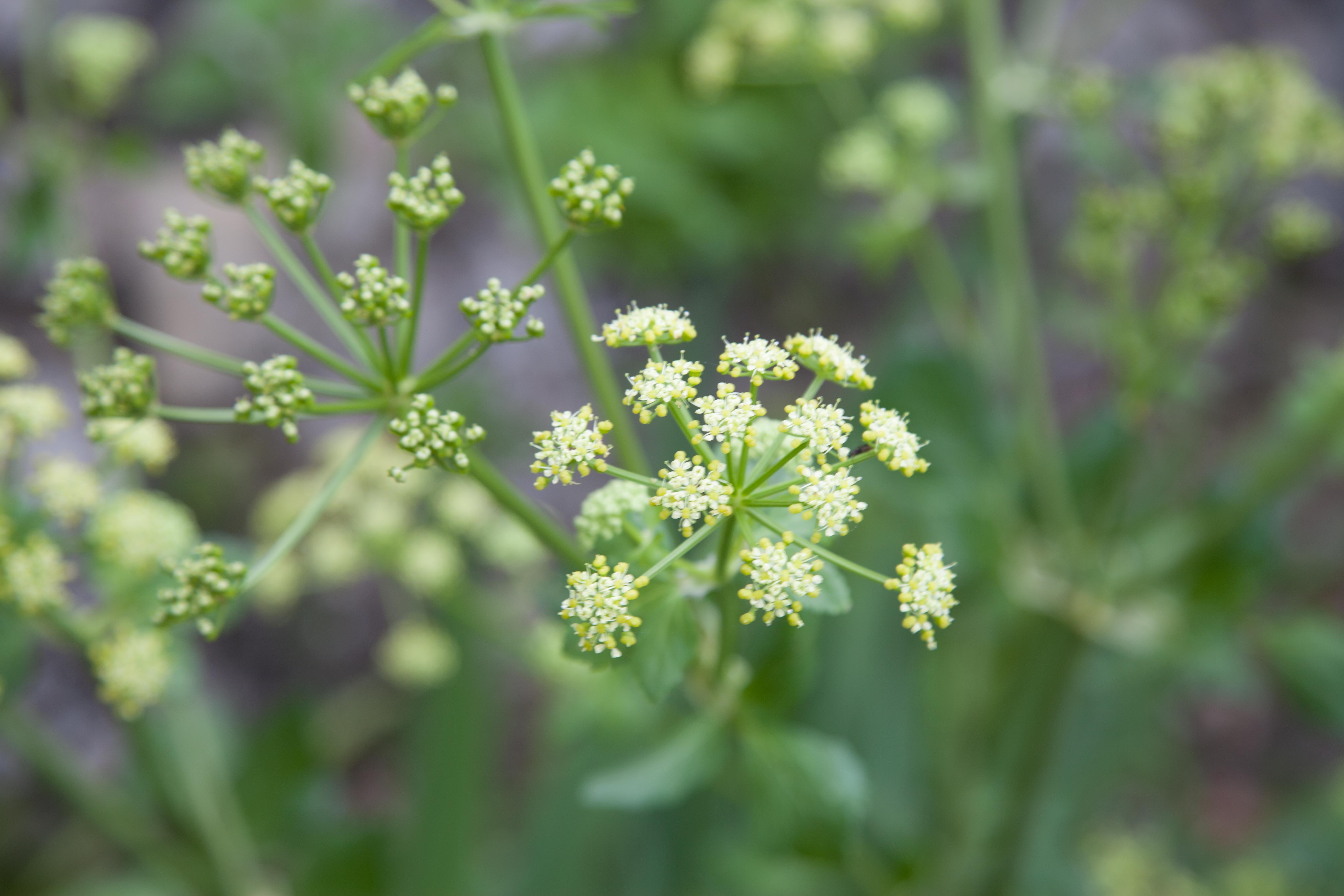 Annexe maceron_IMG_3695.jpg