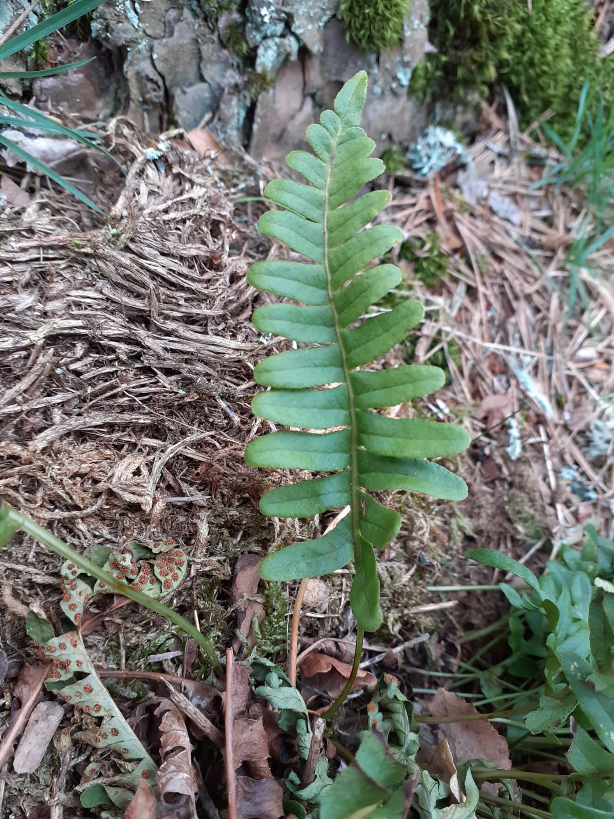 Annexe Polypodium Vulgare.jpg