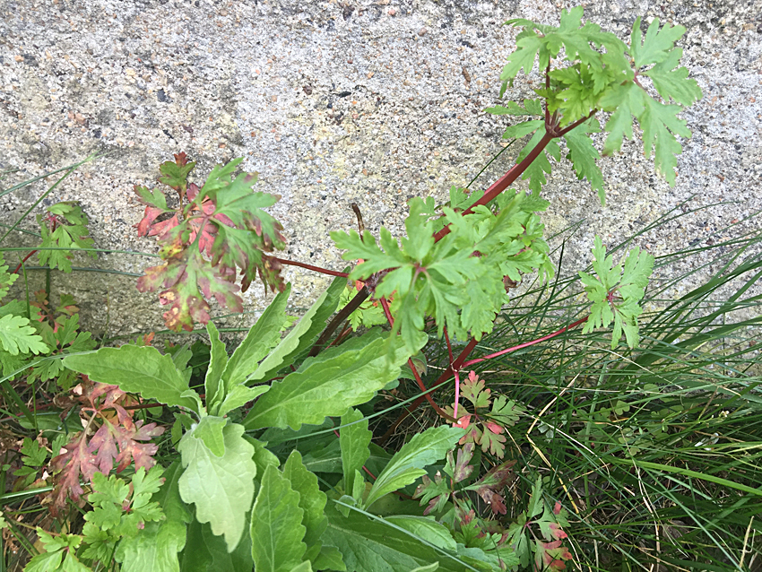 Annexe plante inconnue.jpg