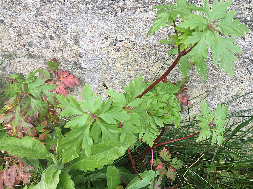 Annexe plante inconnue2.jpg