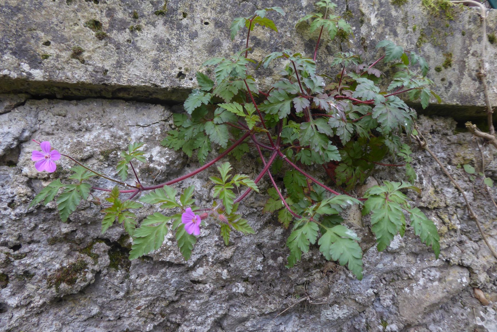 Annexe P1030424_0.JPG