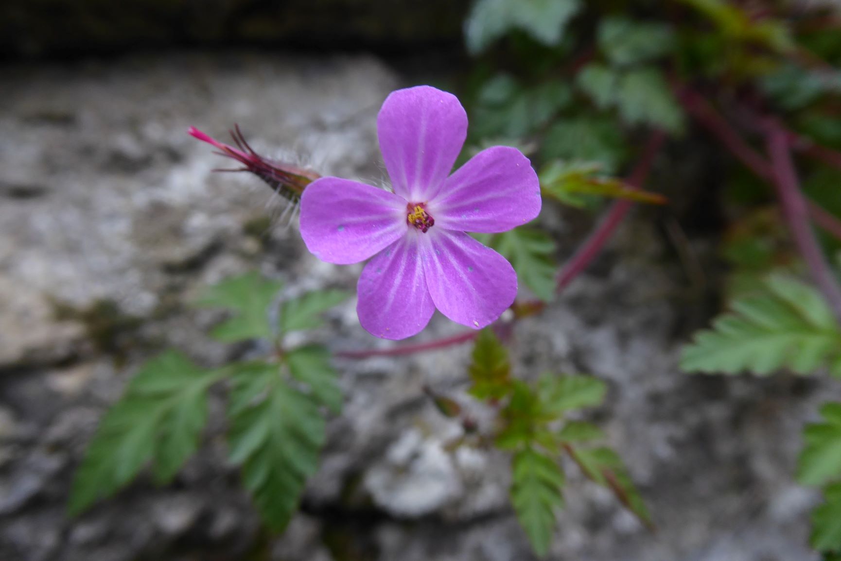 Annexe P1030427_0.JPG