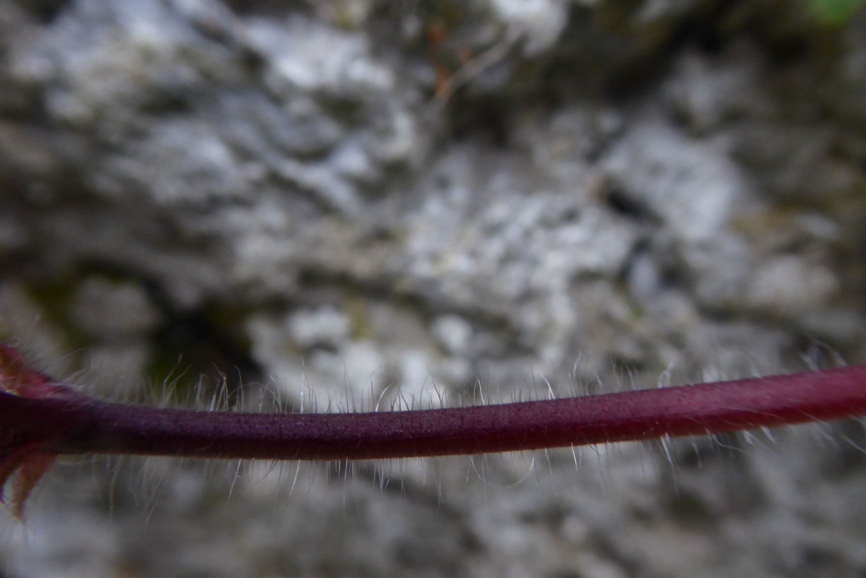 Annexe P1030428_0.JPG