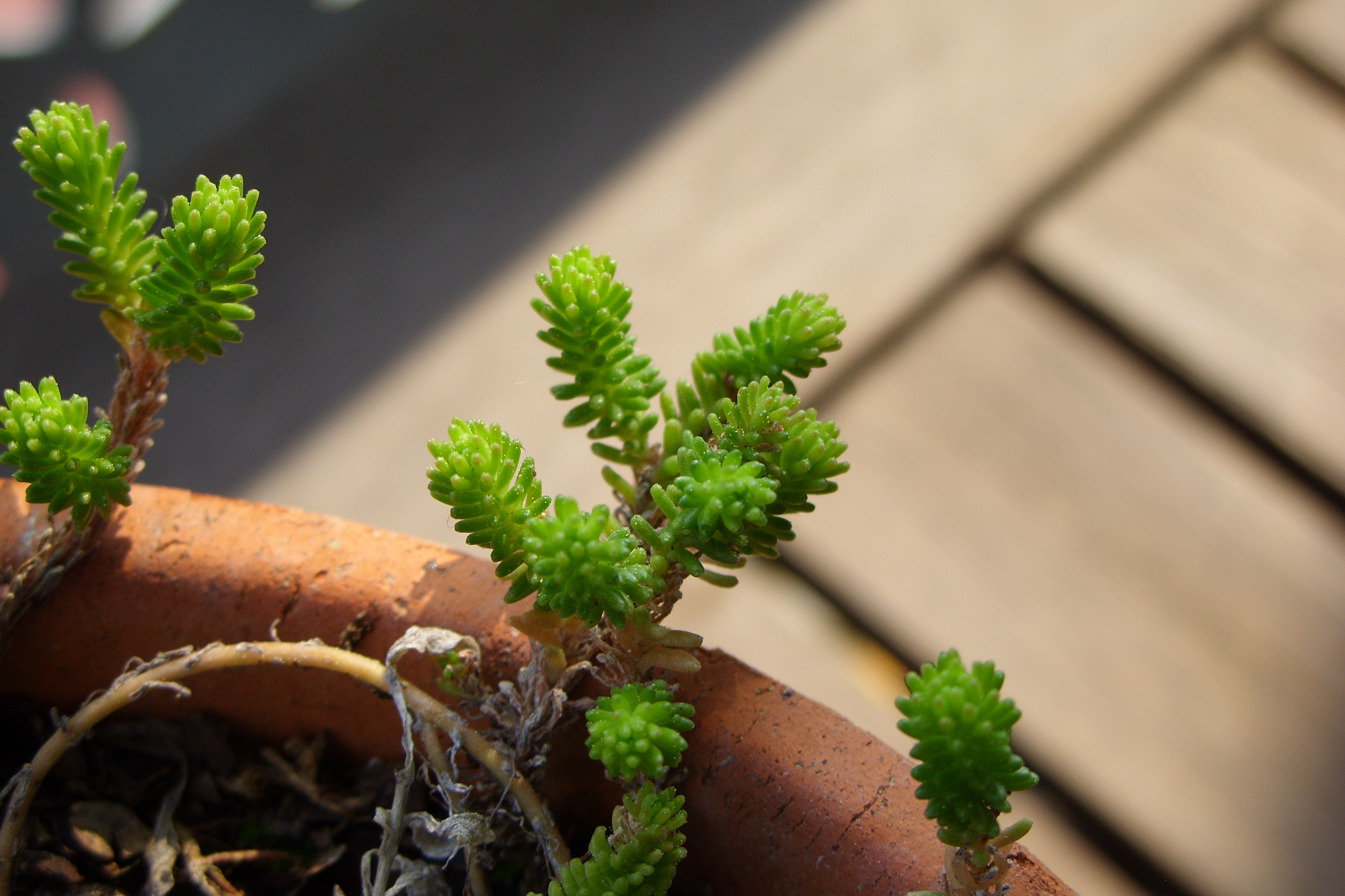 Annexe SS853710-min.JPG