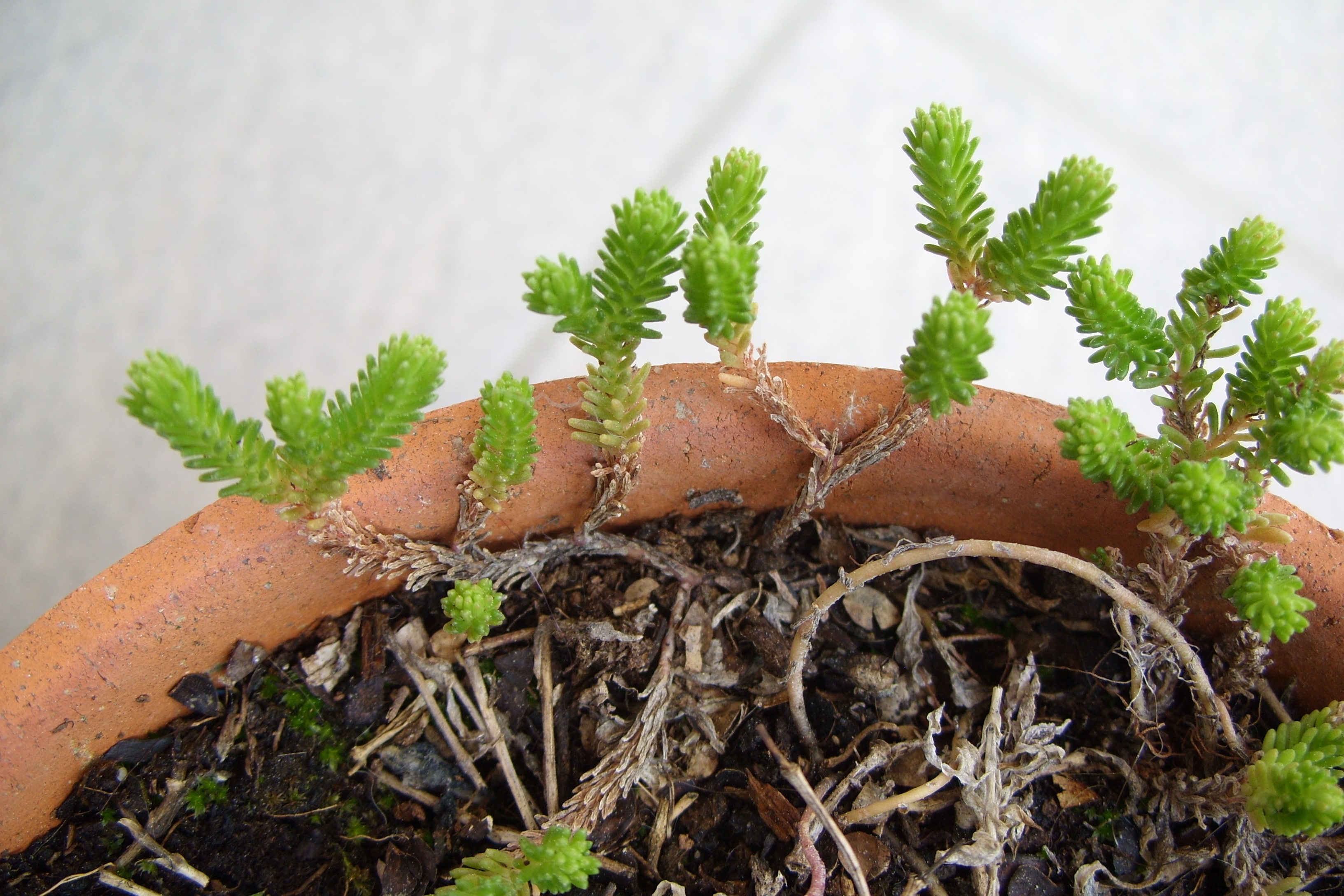 Annexe SS853718-min.JPG