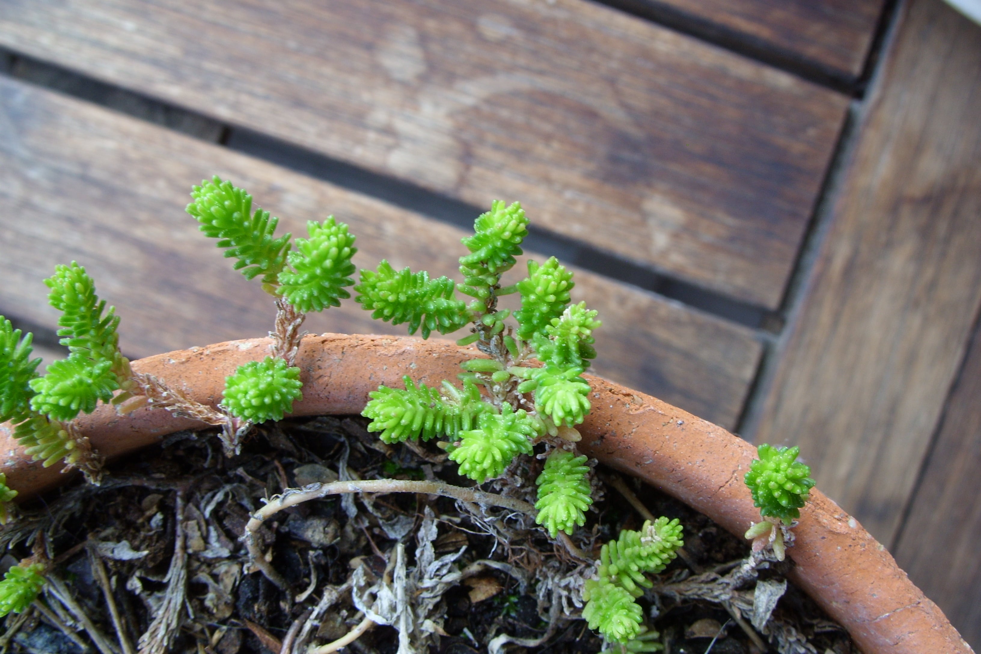 Annexe SS853721-min.JPG