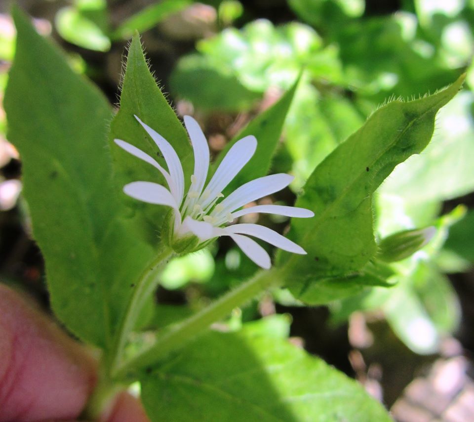 Annexe 01 Stellaire des bois.jpg