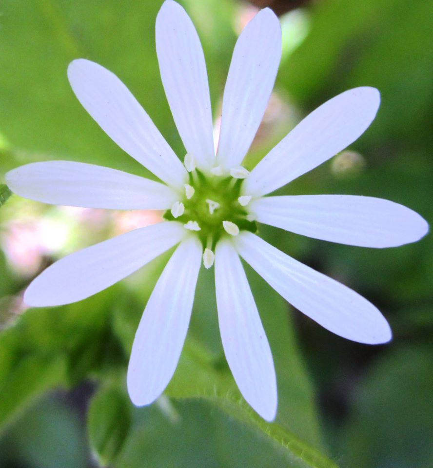 Annexe 02  Stellaire des bois.jpg