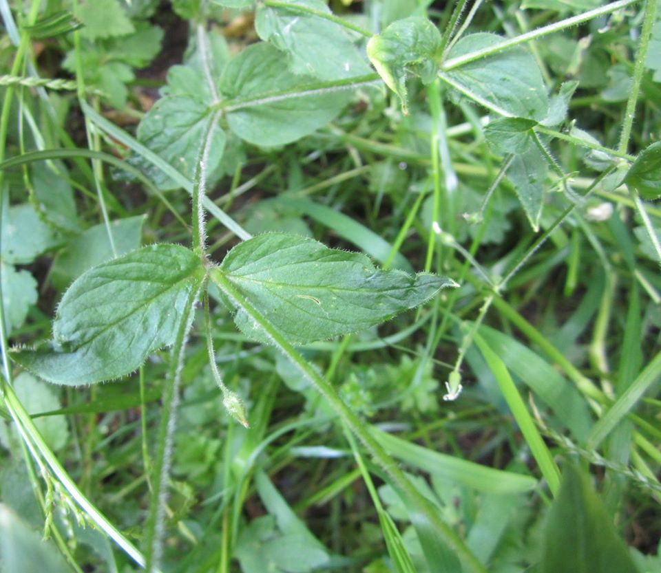 Annexe 03  Stellaire des bois.jpg