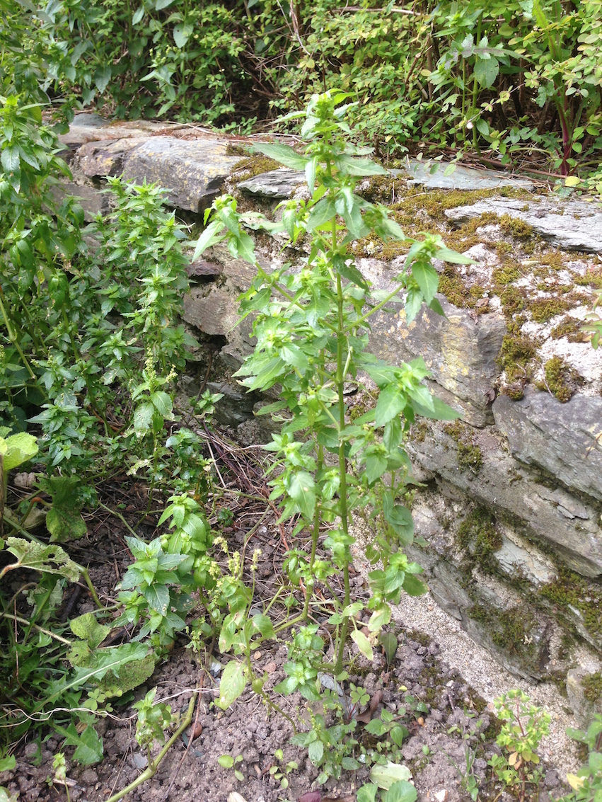 Annexe IMG-3946 (1).JPG