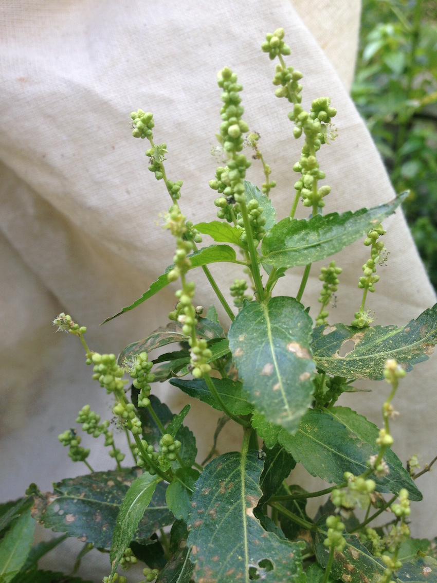 Annexe IMG-3949 (1).JPG