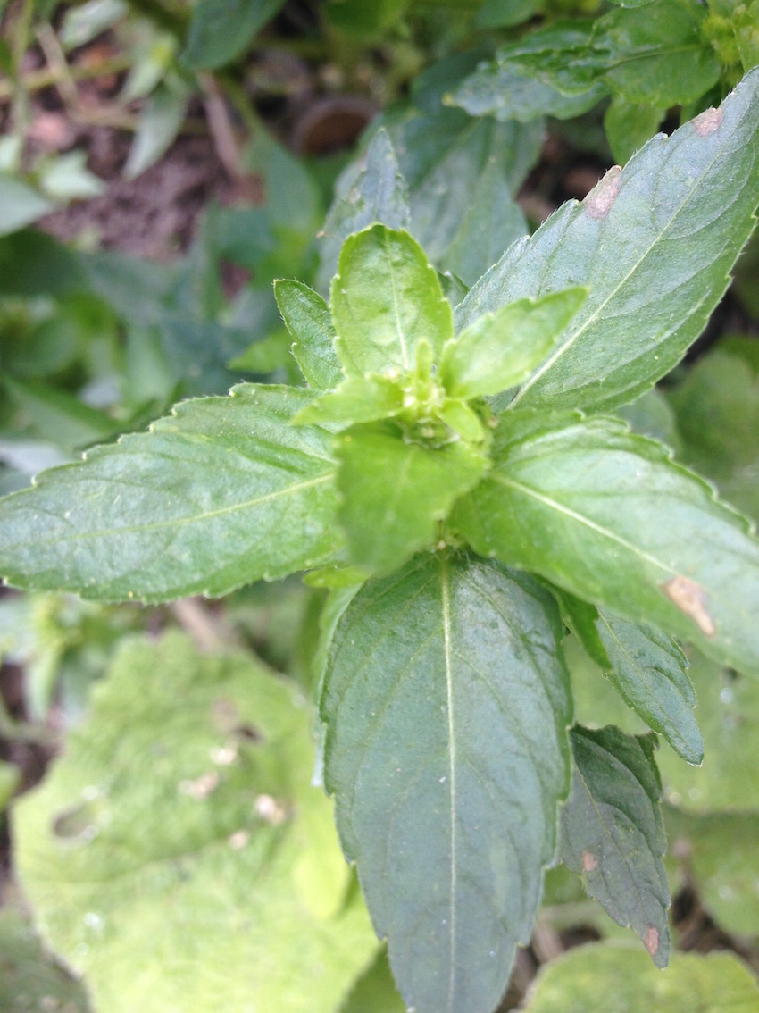 Annexe IMG-3950 (1).JPG