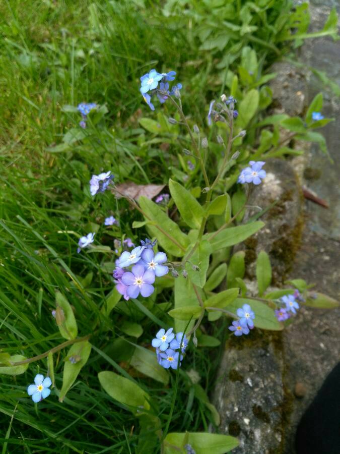 Annexe Myosotis des bois.JPEG