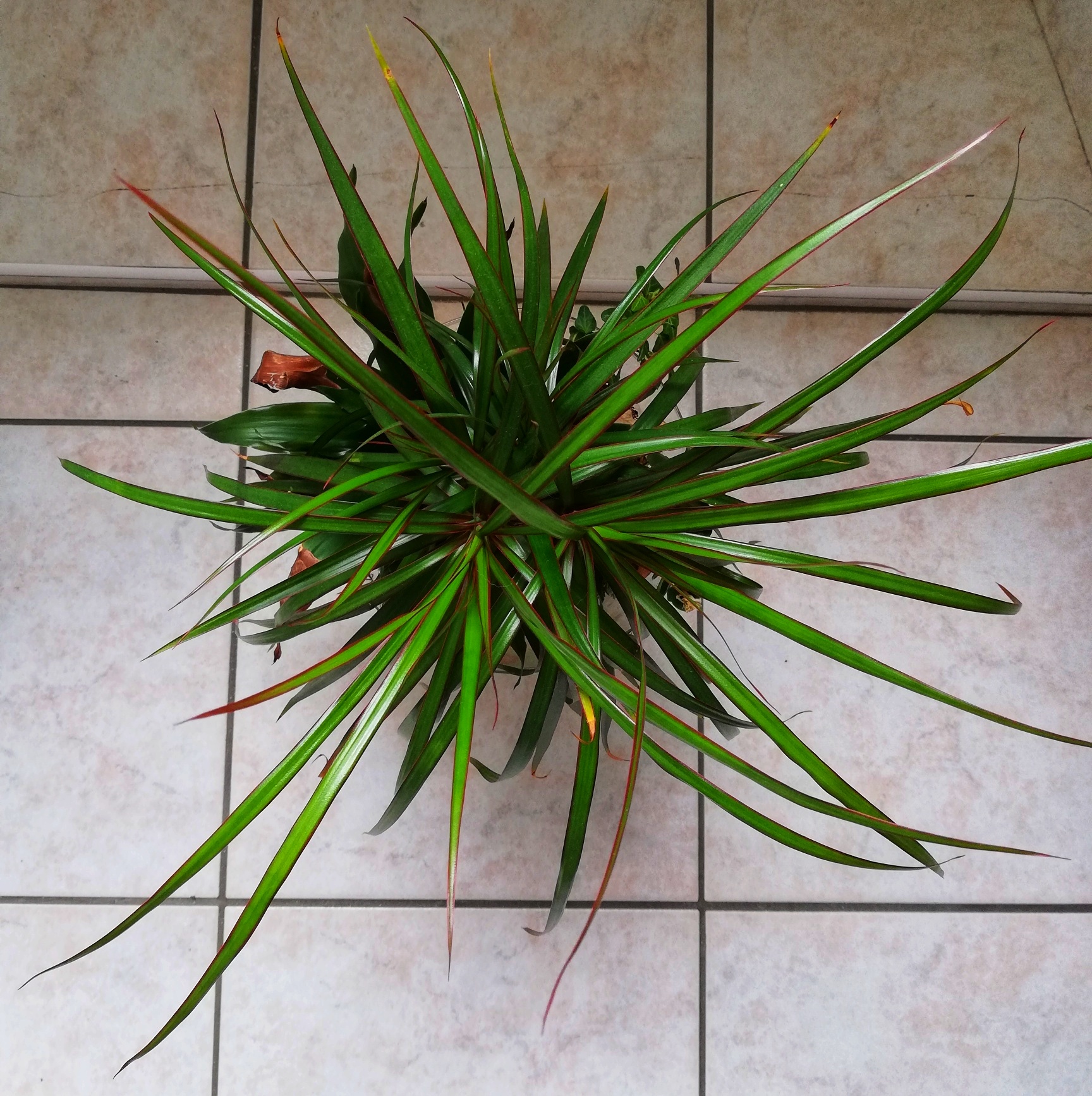 Annexe IMG_20200329_174423-01.jpeg