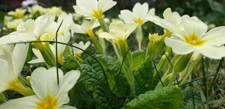 Annexe Primula 1-min.jpg