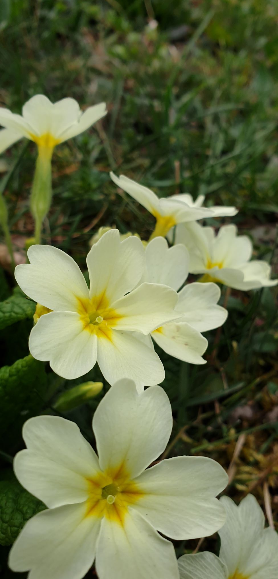 Annexe Primula 3-min.jpg