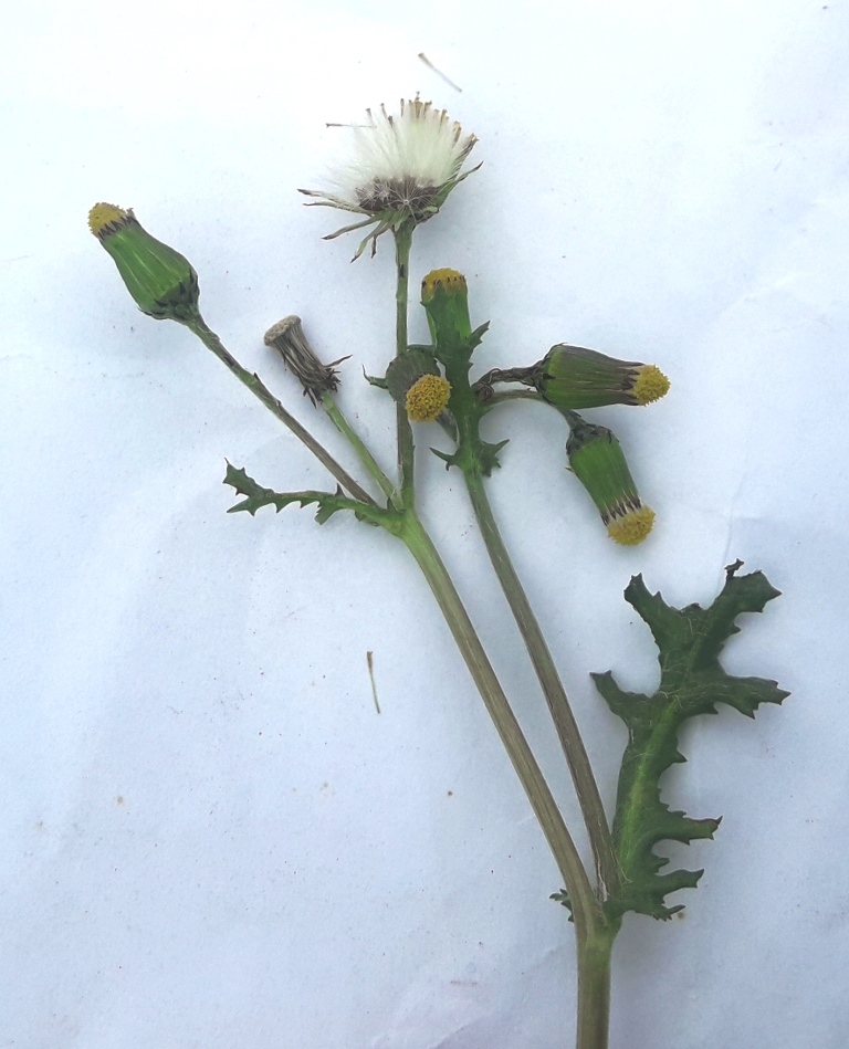 Annexe senecio vulgaris entière.jpg