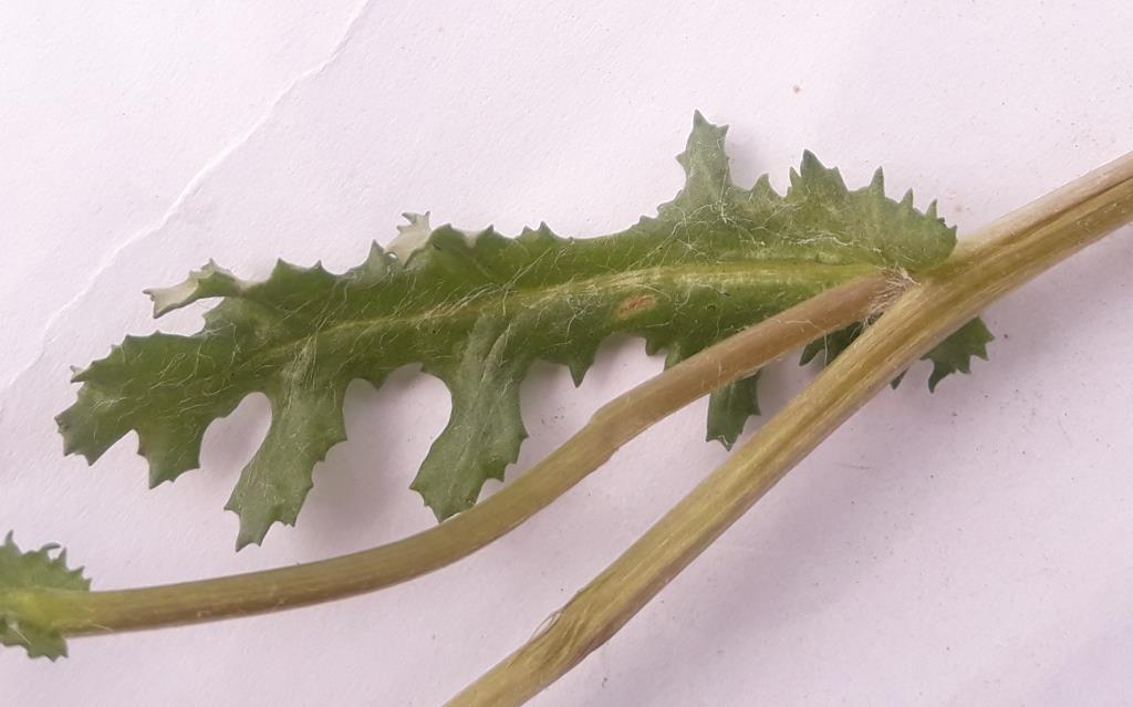 Annexe senecio vulgaris feuille.jpg