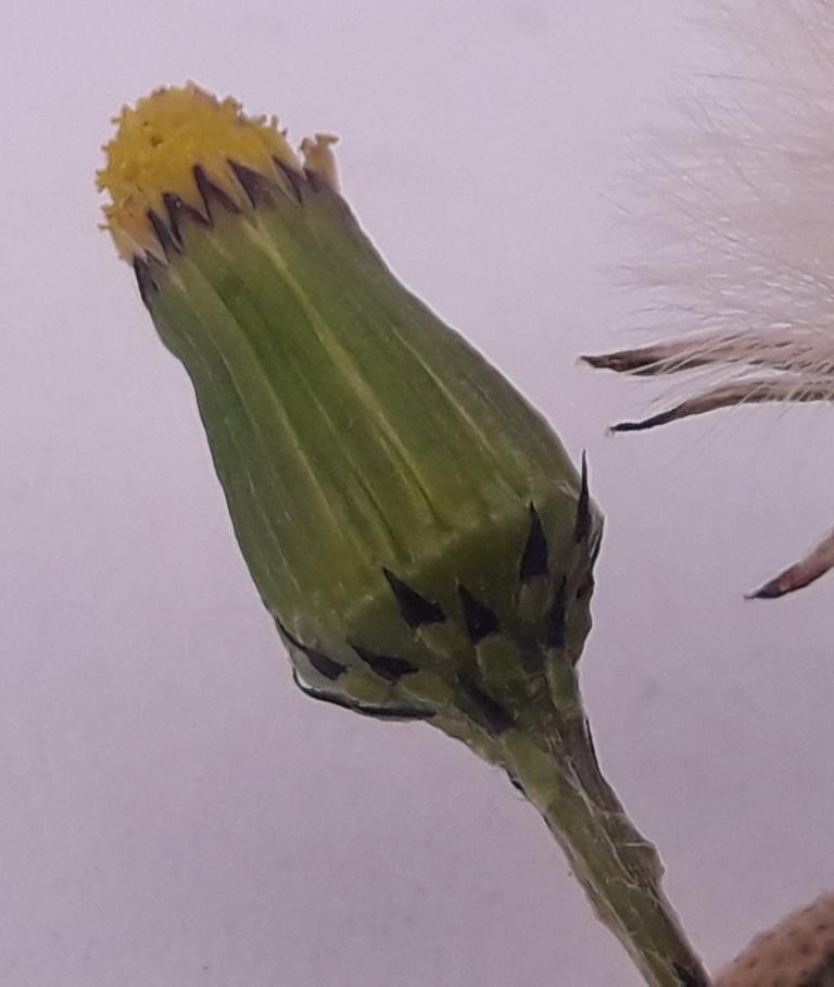 Annexe senecio vulgaris fleur.jpg