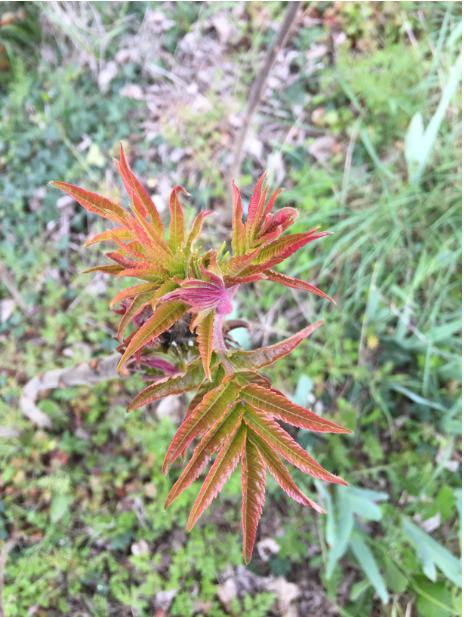 Annexe IMG_3450 capture.PNG