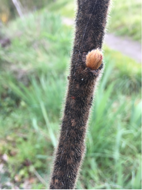 Annexe IMG_3456 capture.PNG