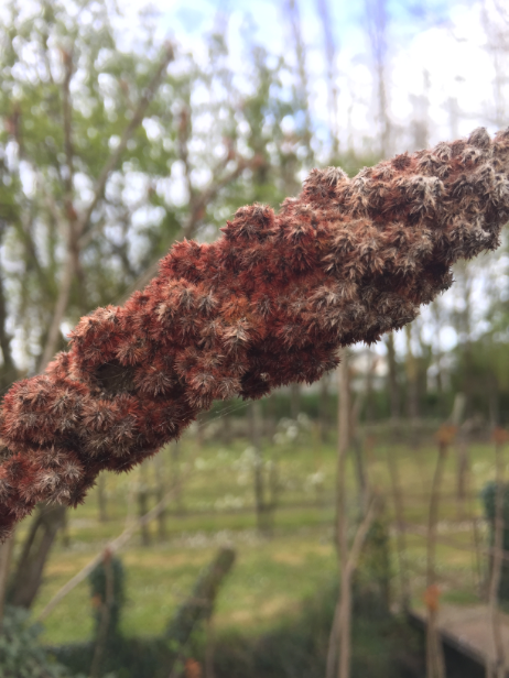 Annexe IMG_3470 capture.PNG