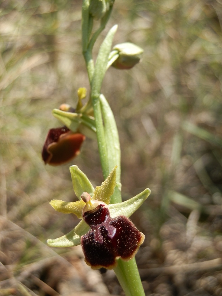 Annexe 76251BC3-1BEC-47BD-9007-728F3C69A1FA_1_105_c.jpeg