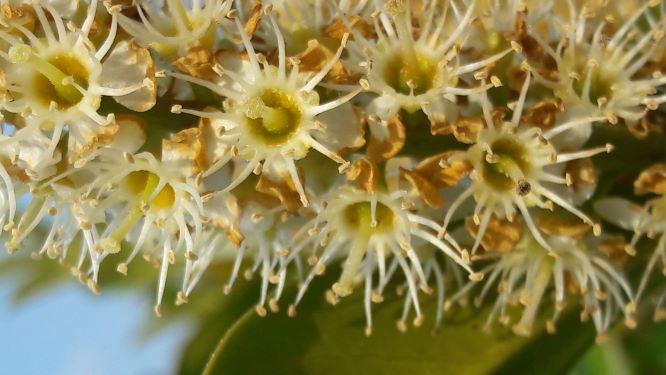 Annexe fleurs de troène détail.jpg