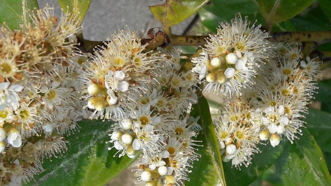 Annexe fleurs de troène.jpg