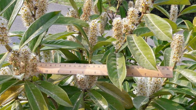 Annexe troène échelle.jpg