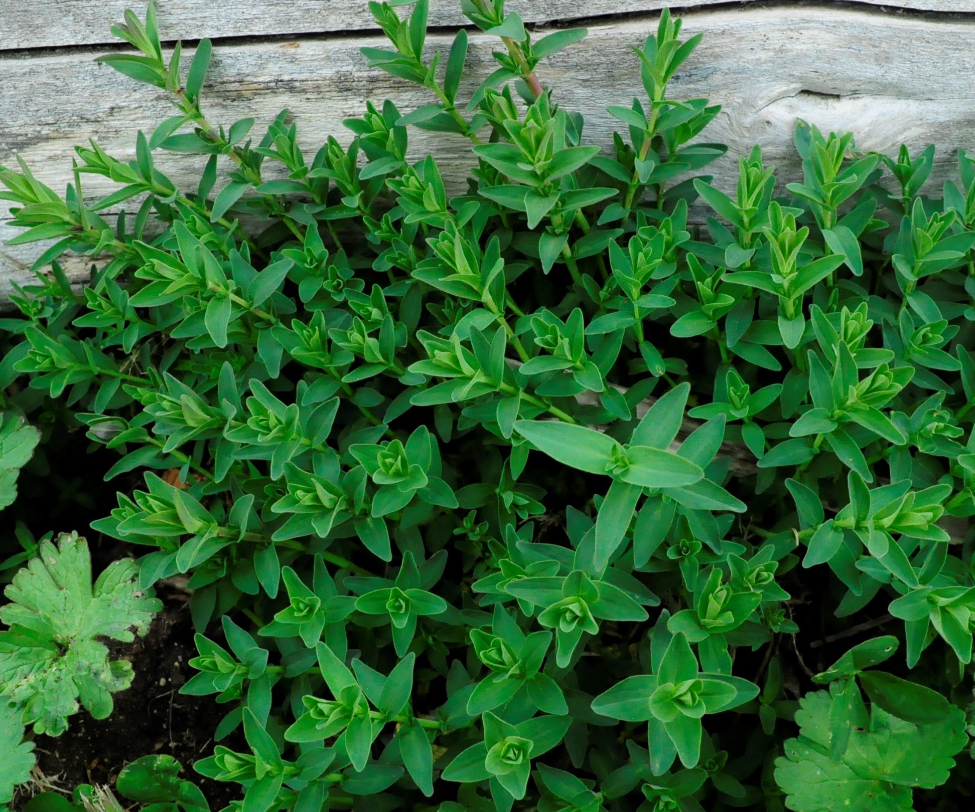 Annexe _DSC1344bister.jpg