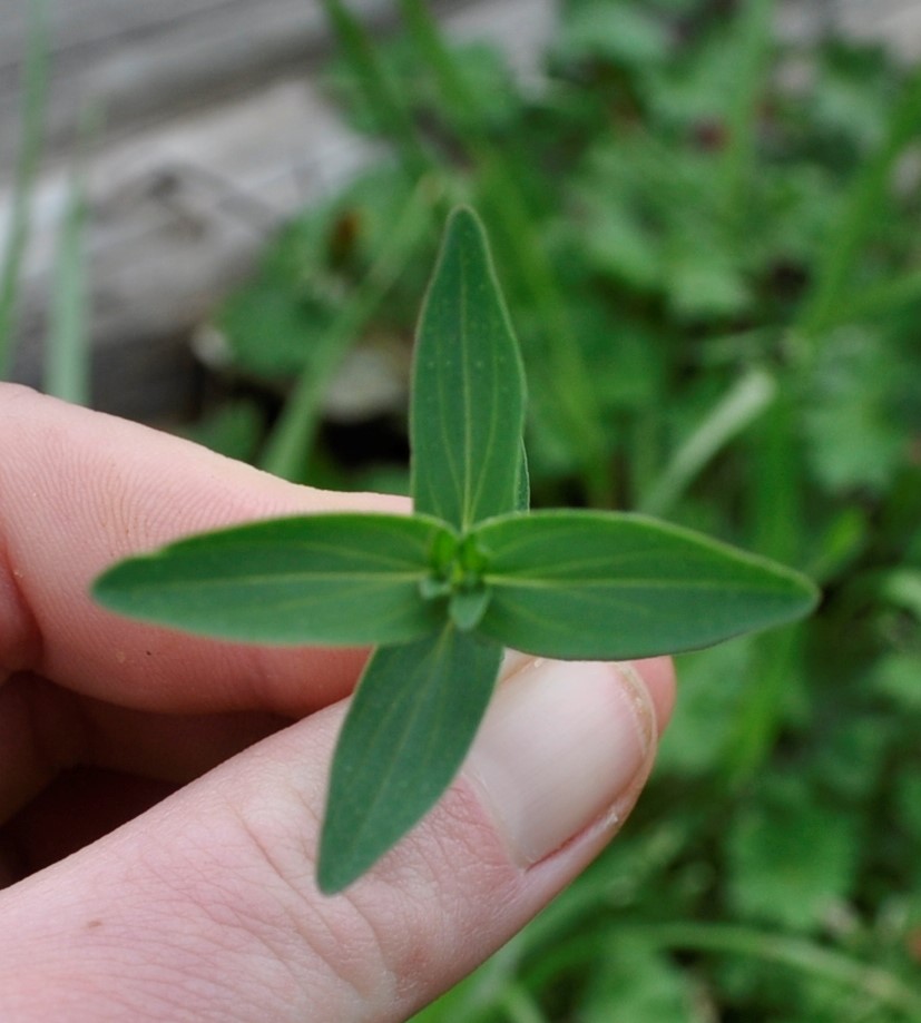 Annexe _DSC1346bis.jpg