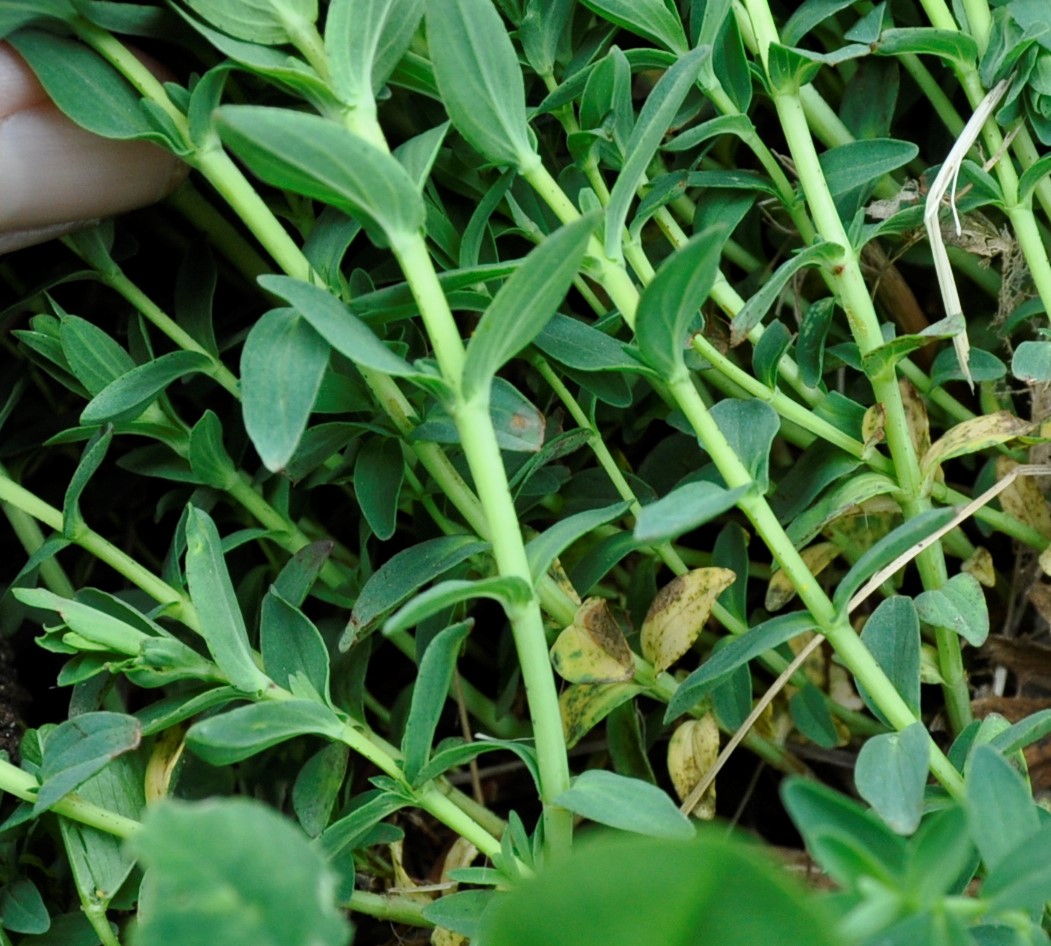 Annexe _DSC1347bis (1).jpg