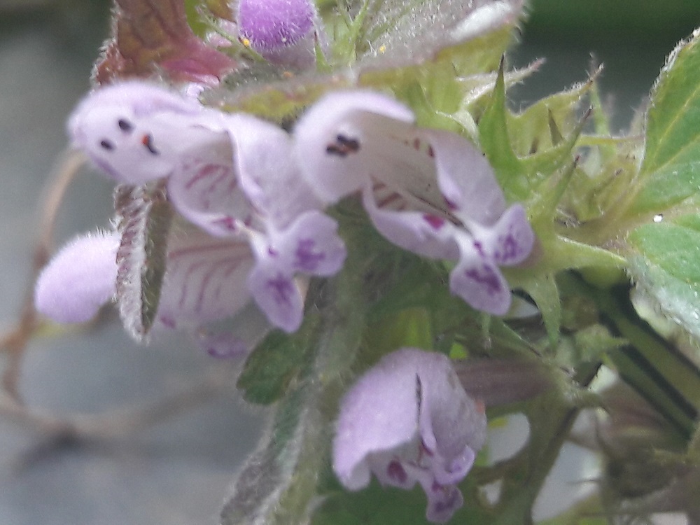 Annexe 20200329_172921.jpg