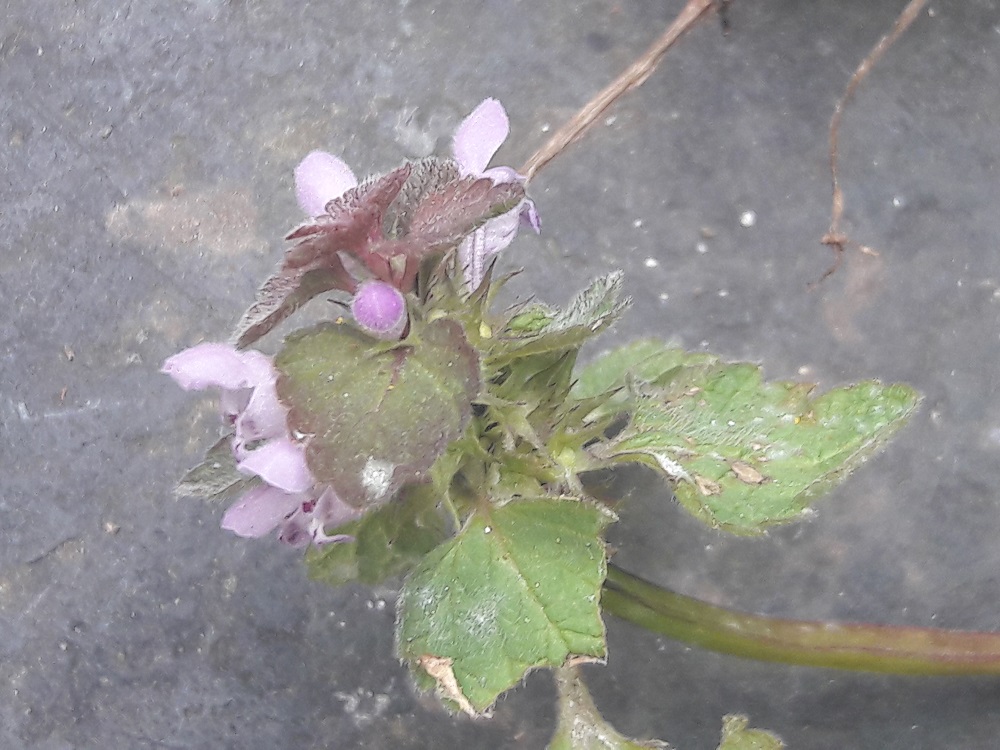 Annexe 20200329_172953.jpg