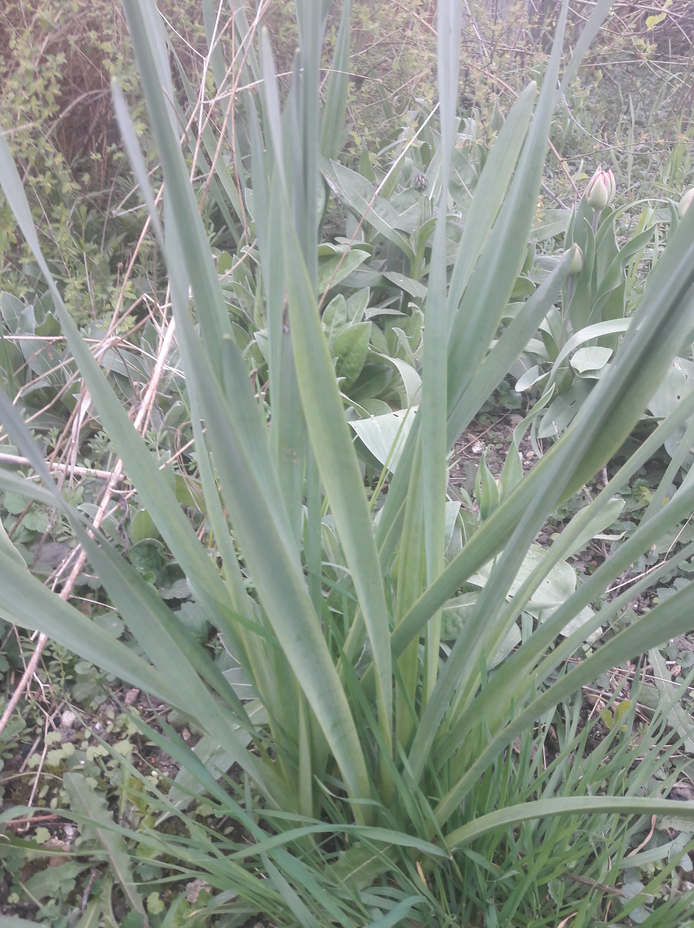 Annexe Jonquille 3.jpg