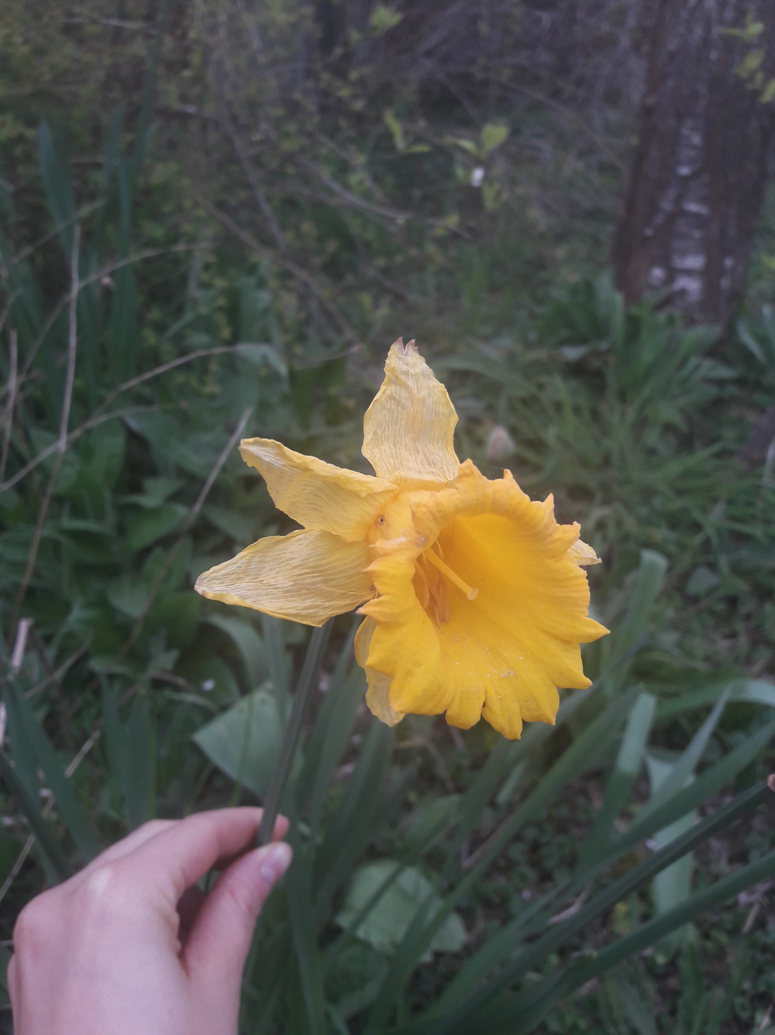 Annexe jonquille 1.jpg