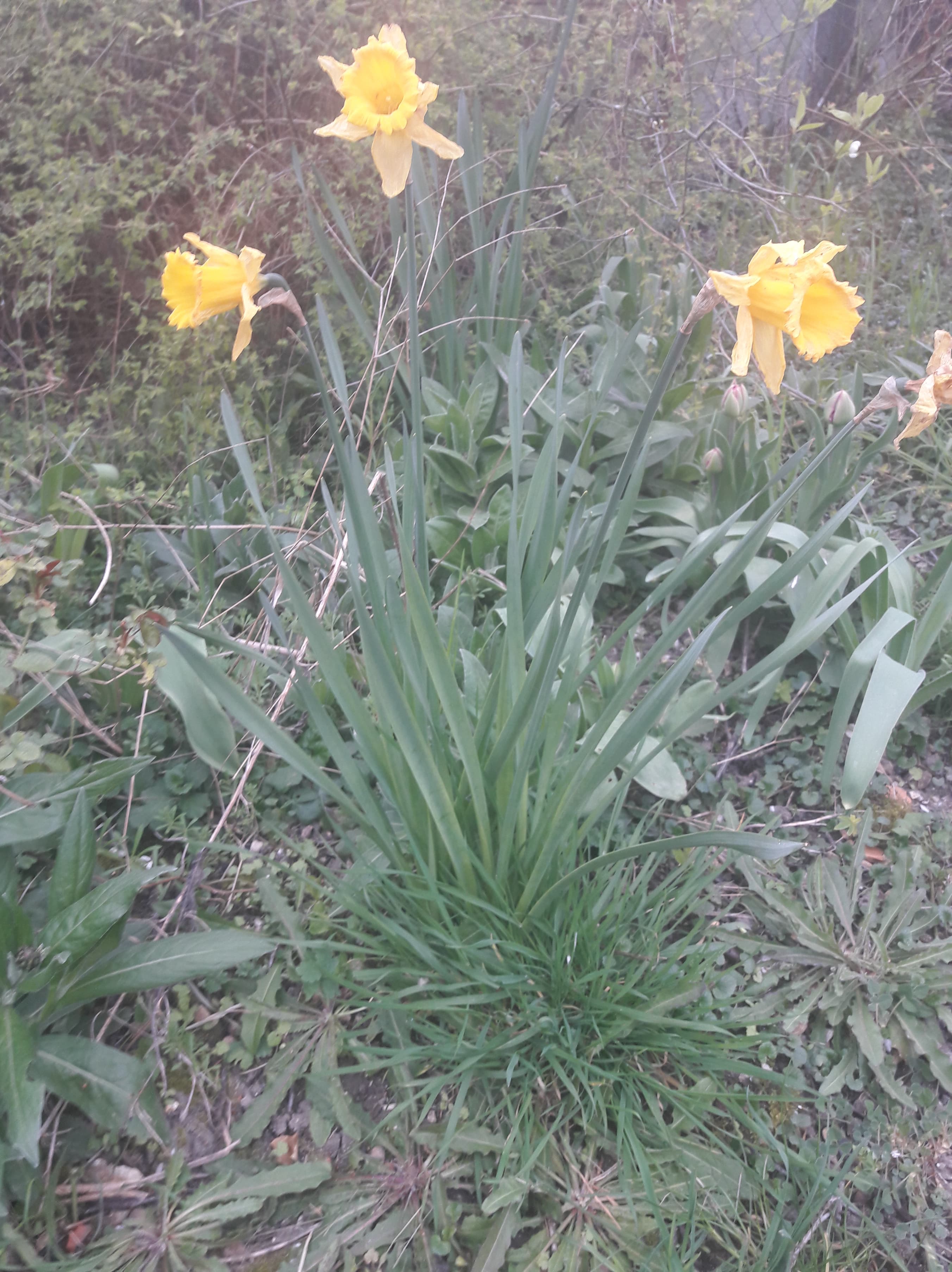 Annexe jonquille 5.jpg