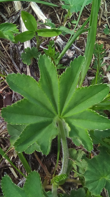 Annexe Alchemille-feuille.png