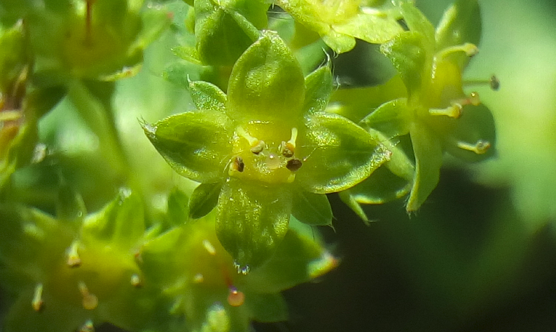 Annexe Alchemille-fleur.png