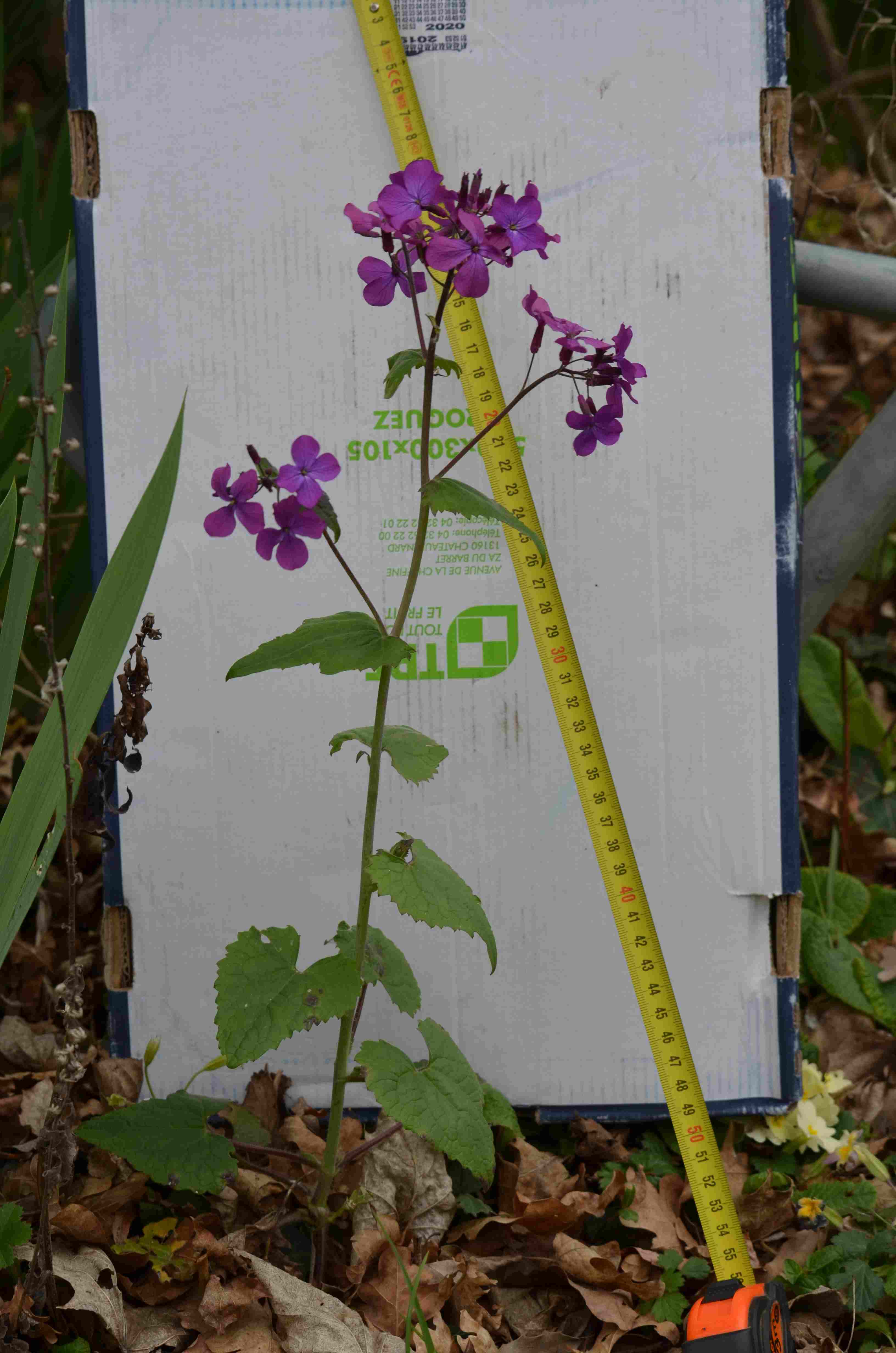 Annexe 2020 botanique 03.jpg