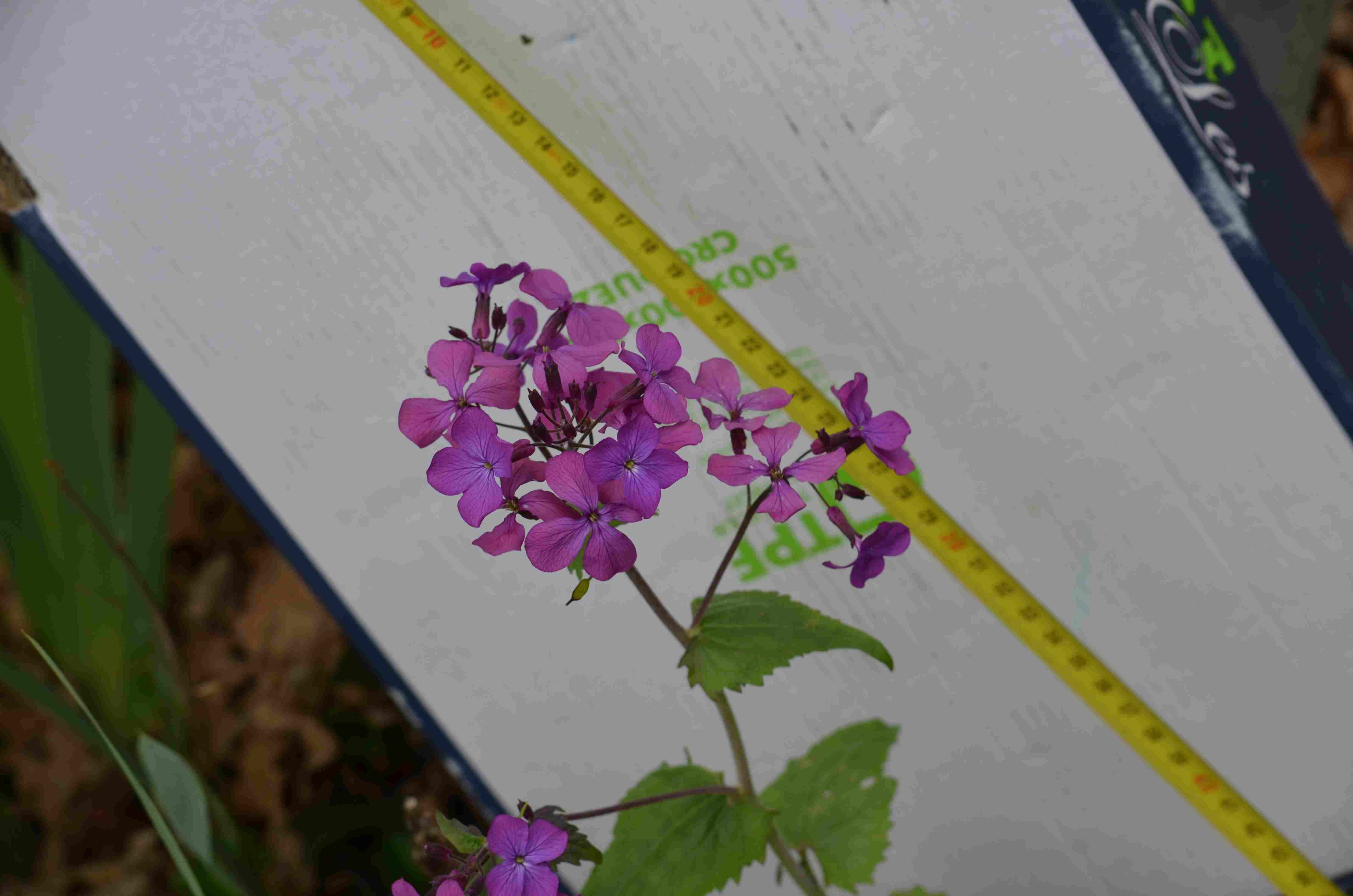 Annexe 2020 botanique 04.jpg