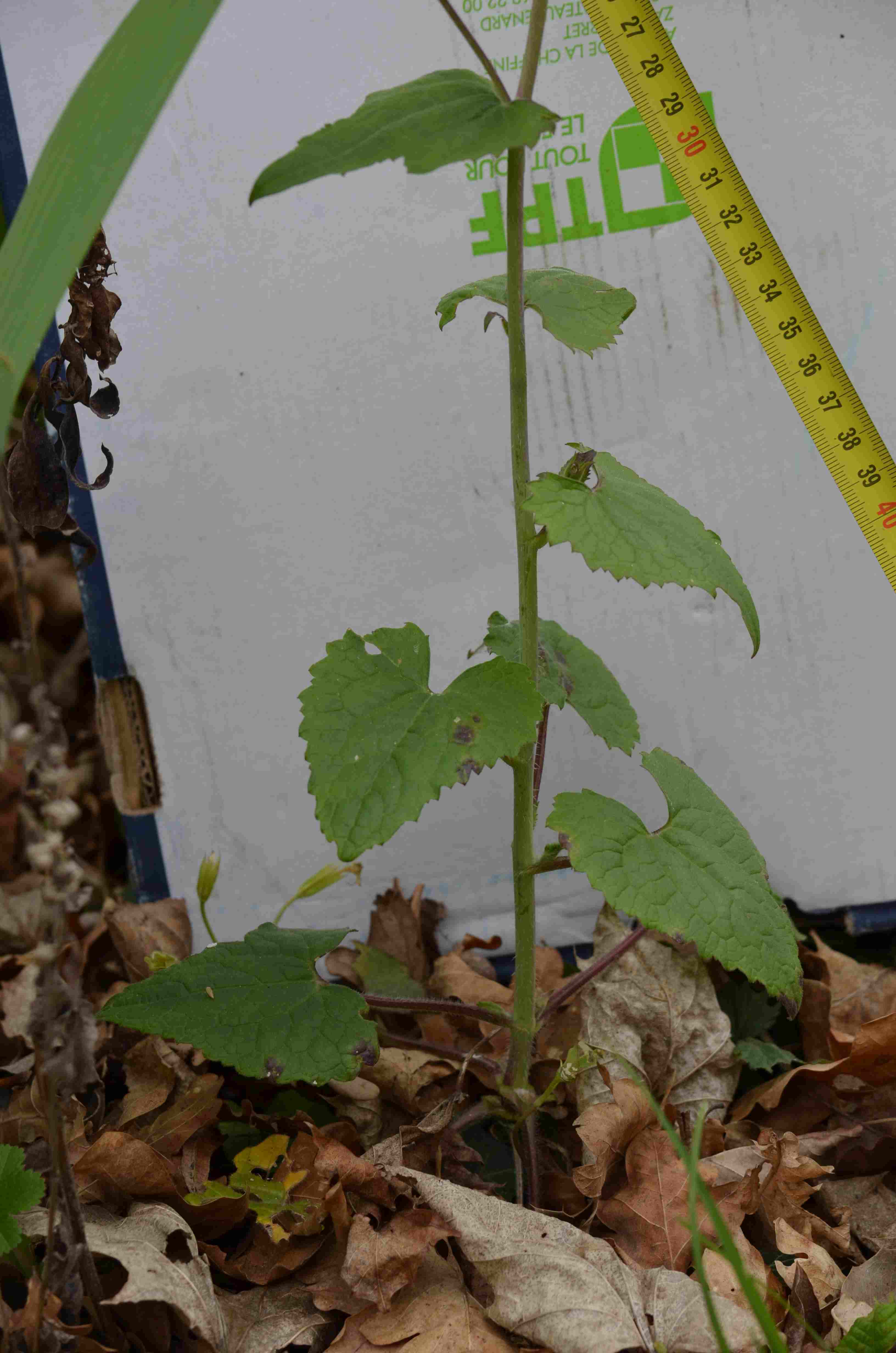 Annexe 2020 botanique 05.jpg