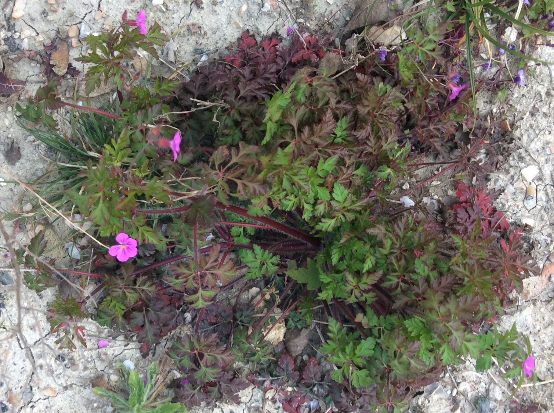 Annexe IMG_0398 (2).JPG