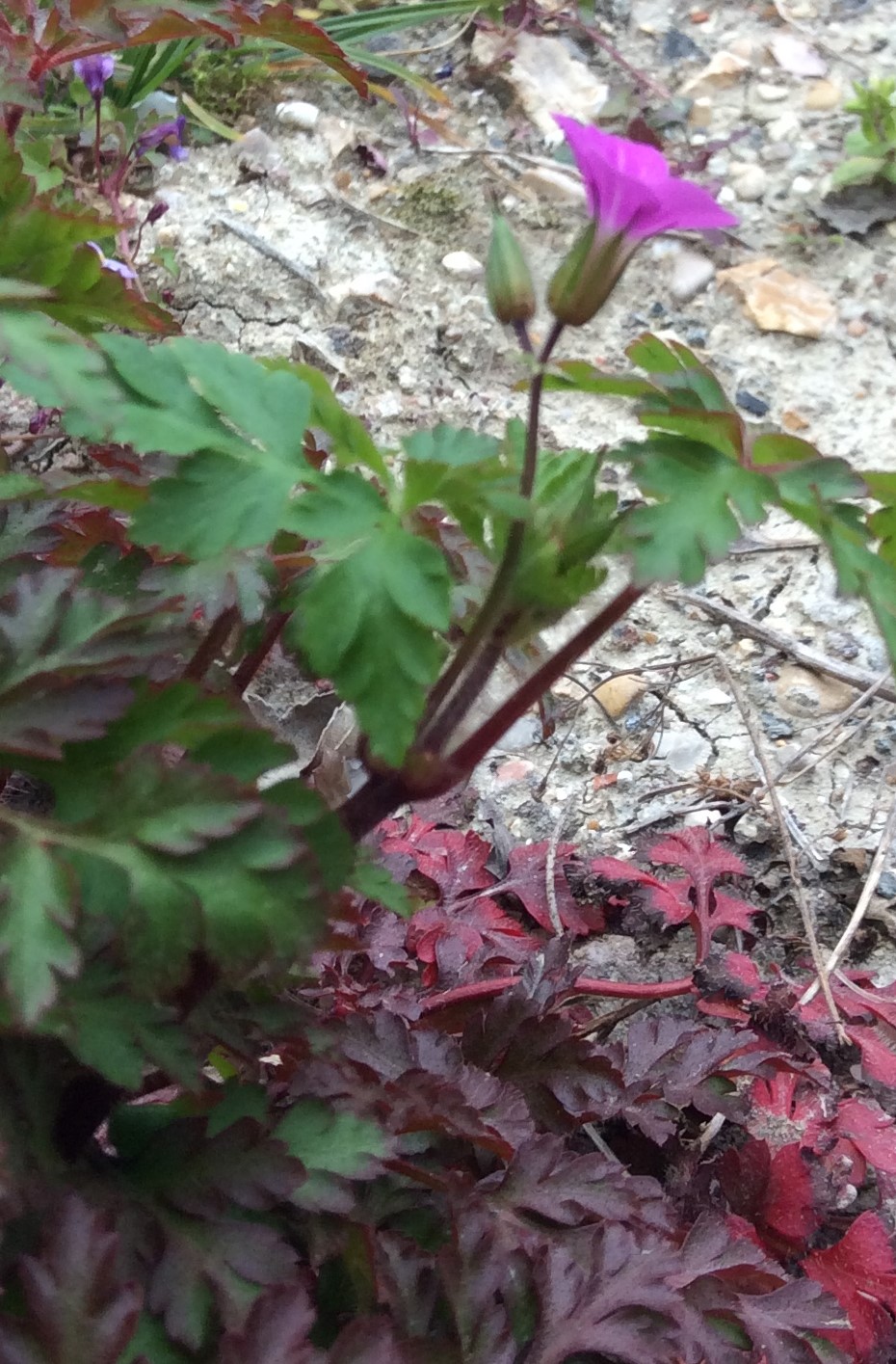 Annexe IMG_0404 (2).JPG