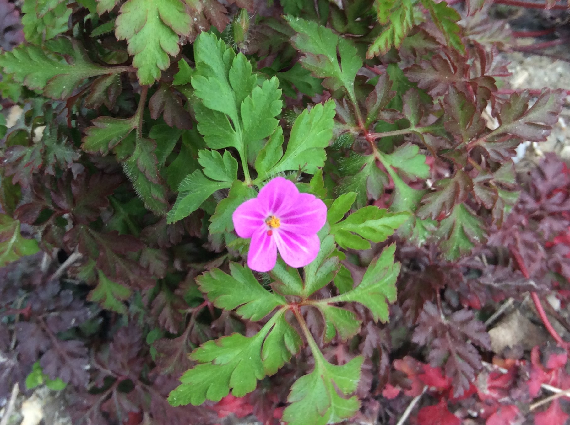 Annexe IMG_0406 (2).JPG